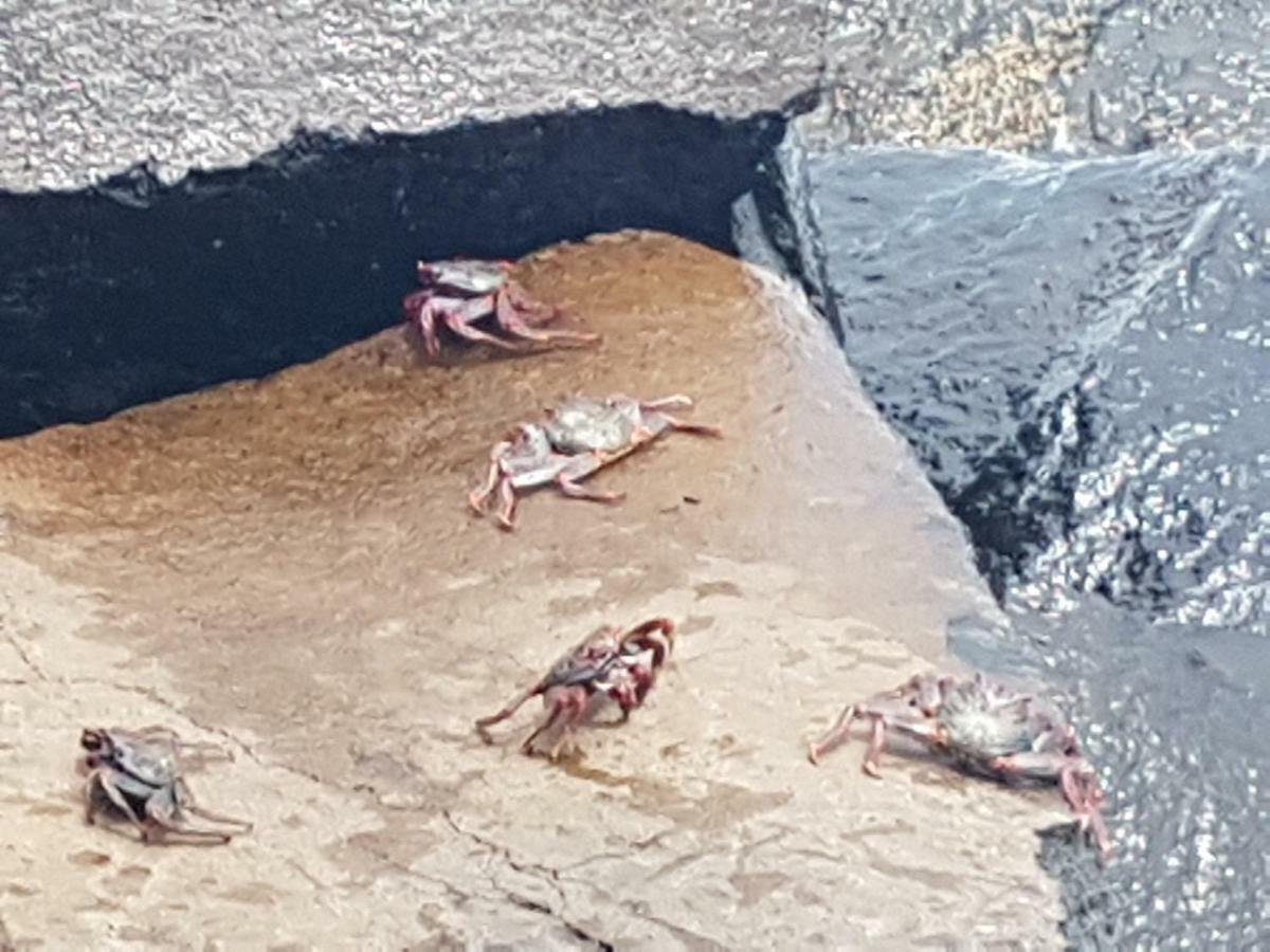 卡勒塔兹梅尔3住宿加早餐旅馆 La Mareta 外观 照片